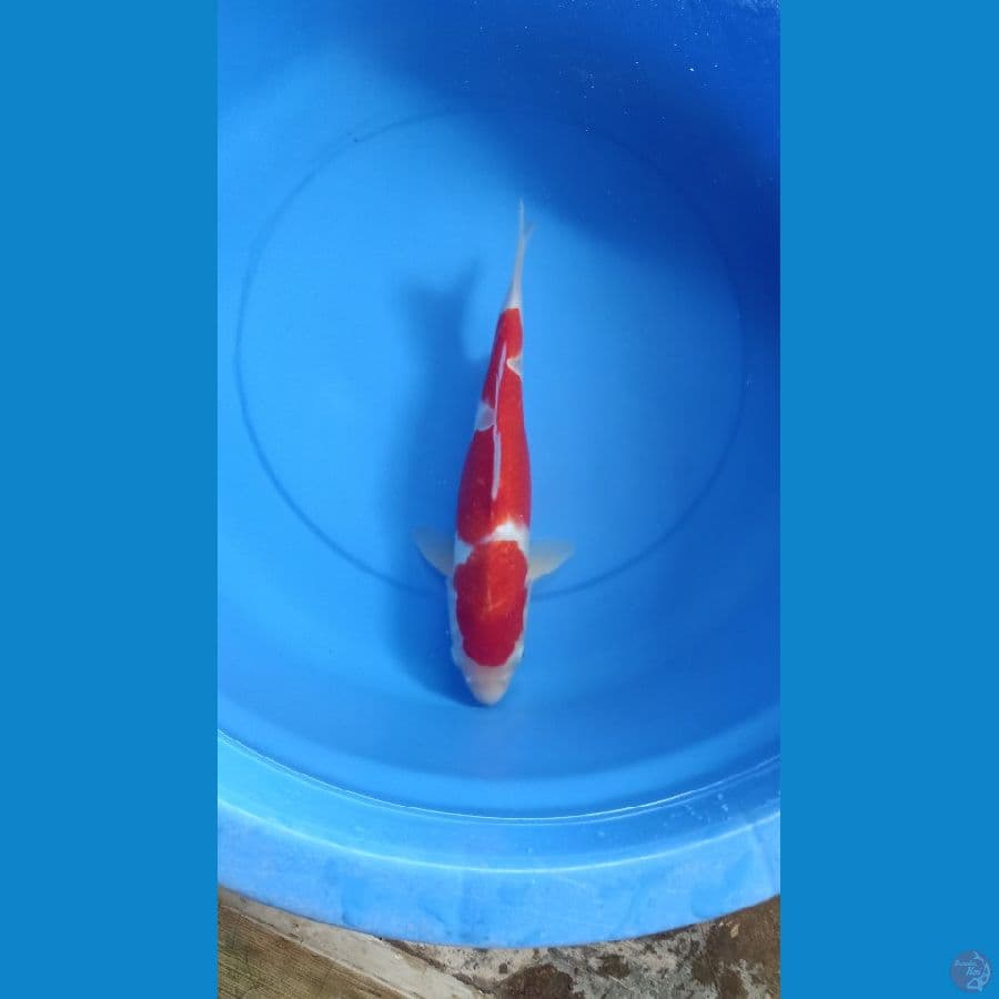 Kohaku 37cm