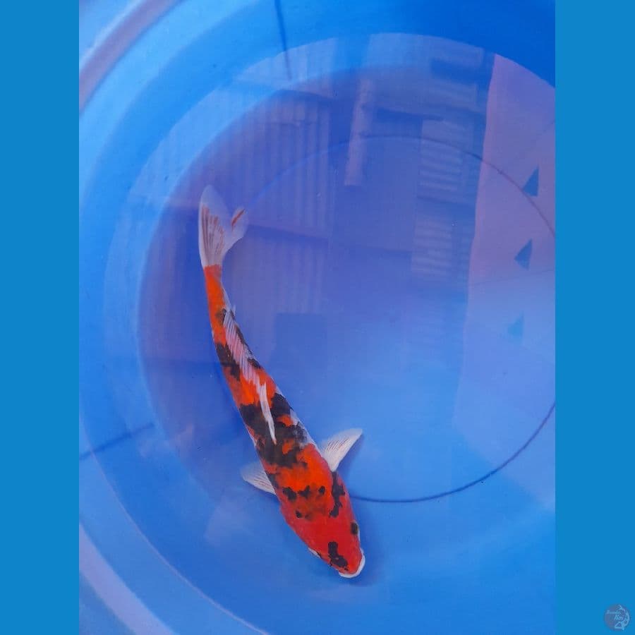 Showa sanshoku 35cm