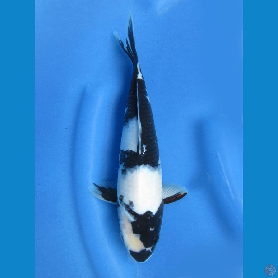 29cm - SQ Shiro