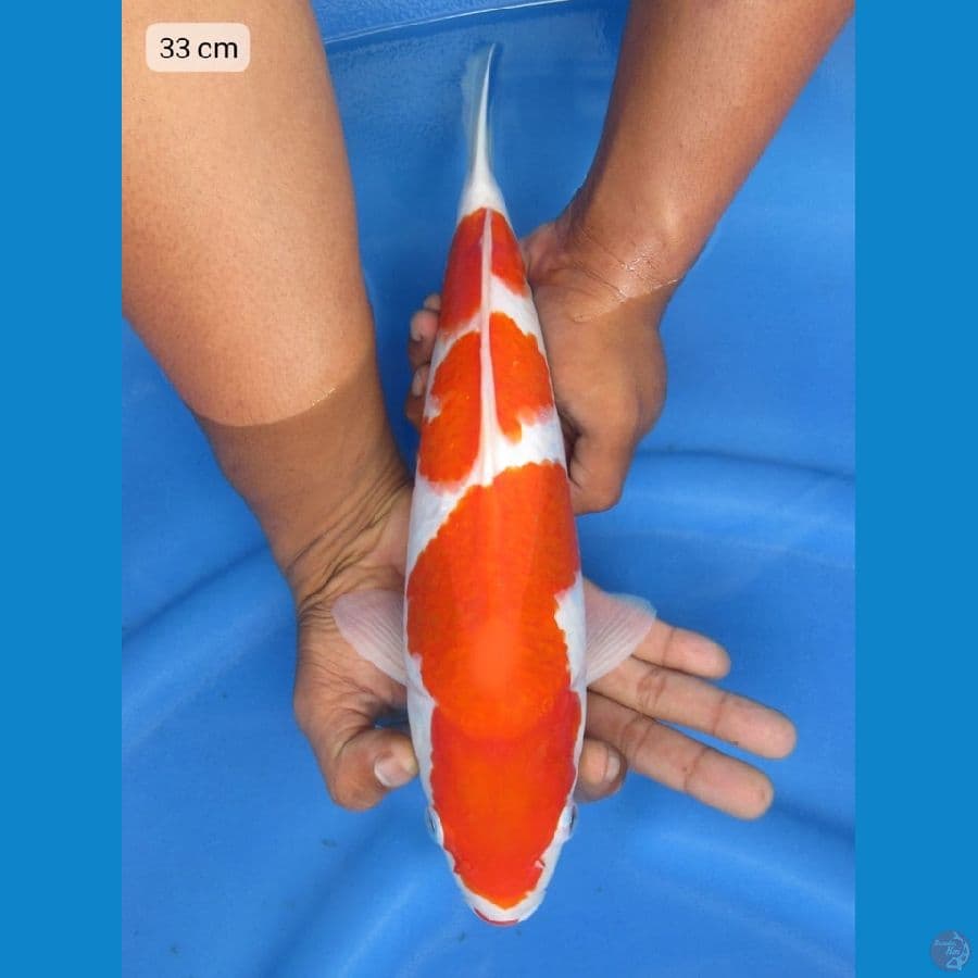 33cm - sandan kohaku