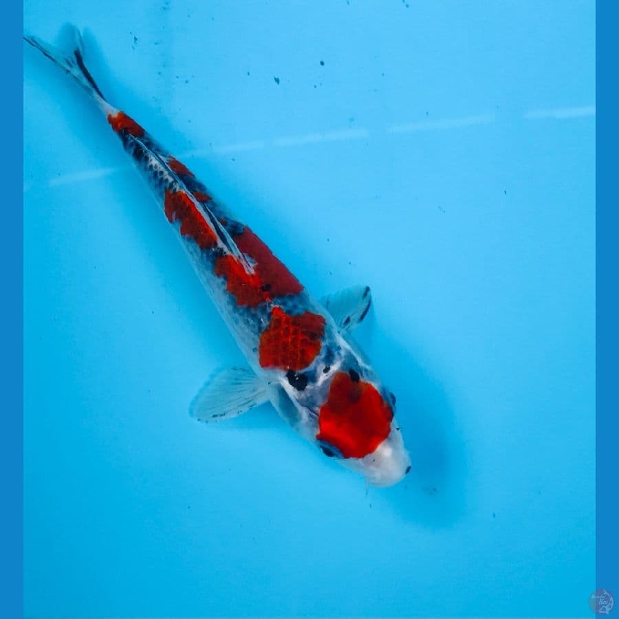 goshiki 19cm