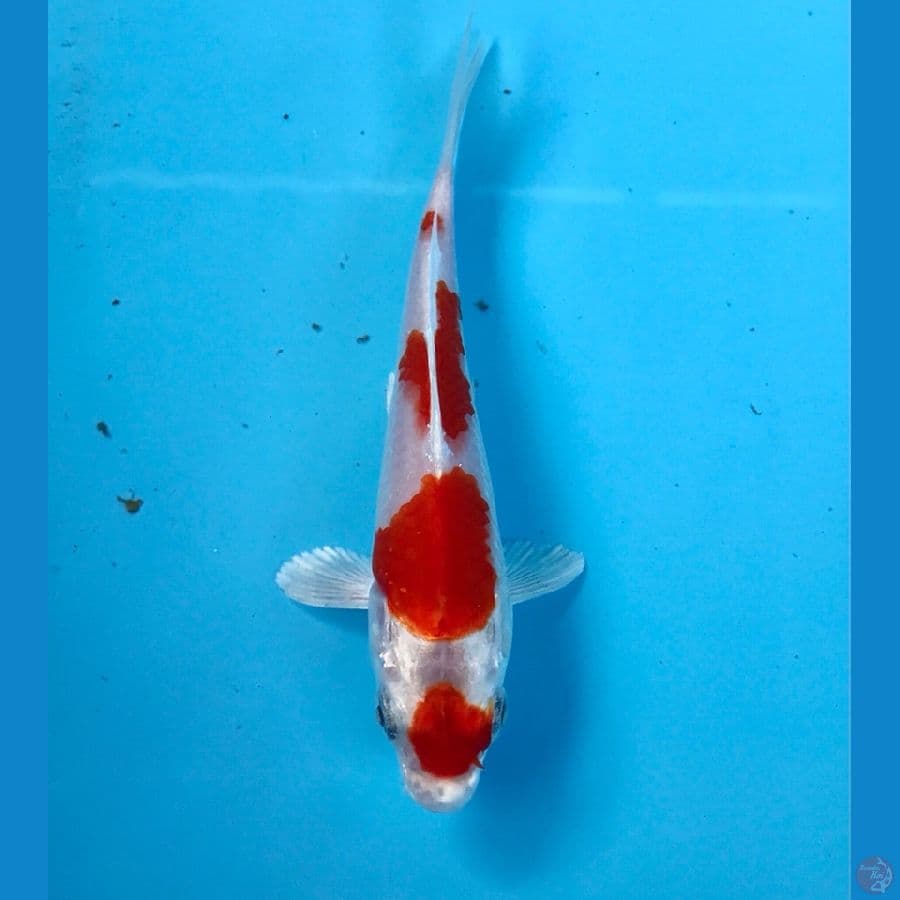 sakura ogon 14cm