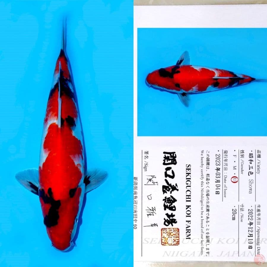 SEKIGUCHI SHOWA SANSHOKU HQ 35BU
