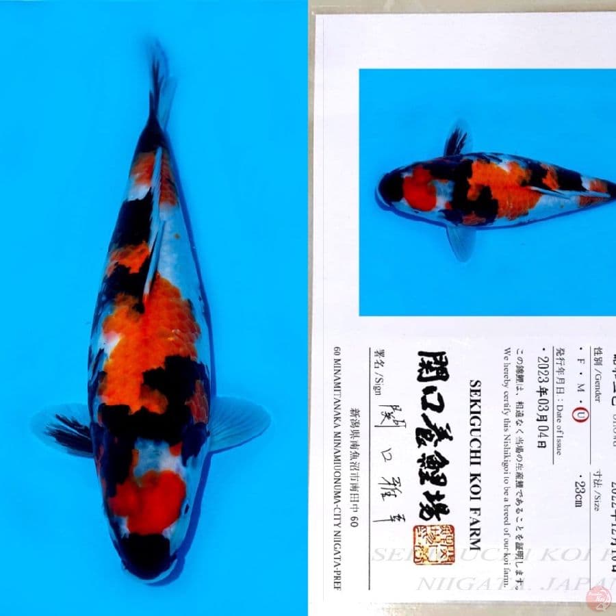 SEKIGUCHI MARUTEN SHOWA 35CM