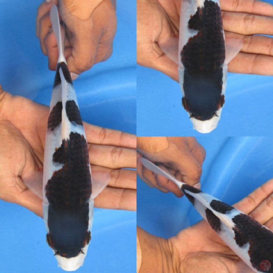Budo SQ , 22cm