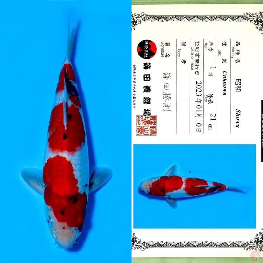 SHINODA SHOWA SANSHOKU HQ 29CM