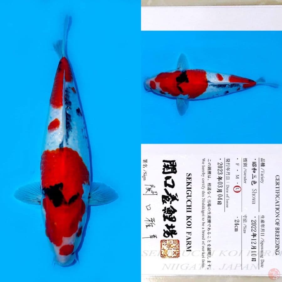 SEKIGUCHI SHOWA SANSHOKU HQ 40BU