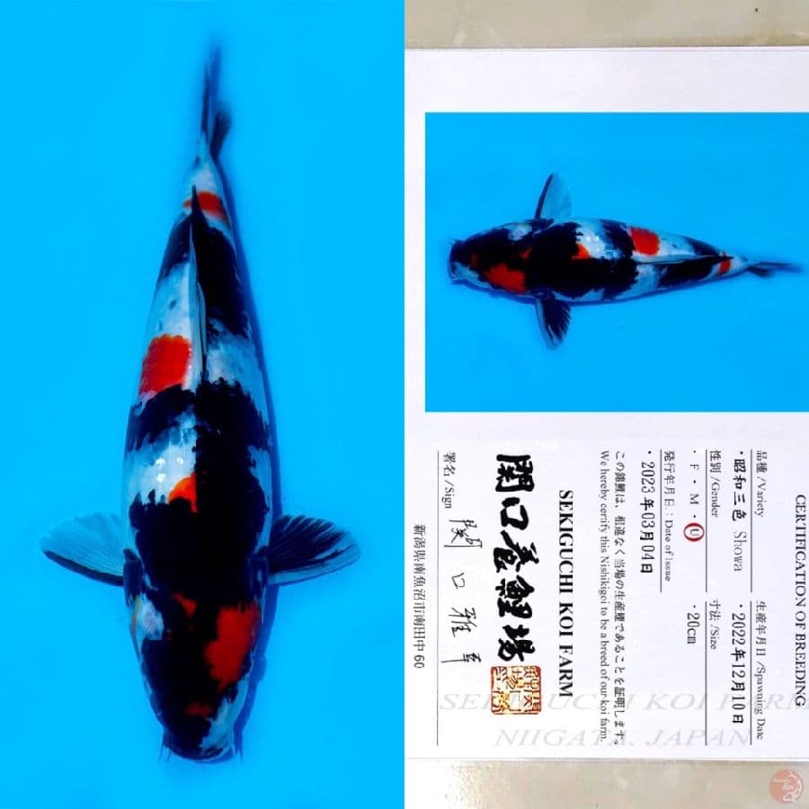 SEKIGUCHI KINDAI SHOWA SANSHOKU HQ 35BU