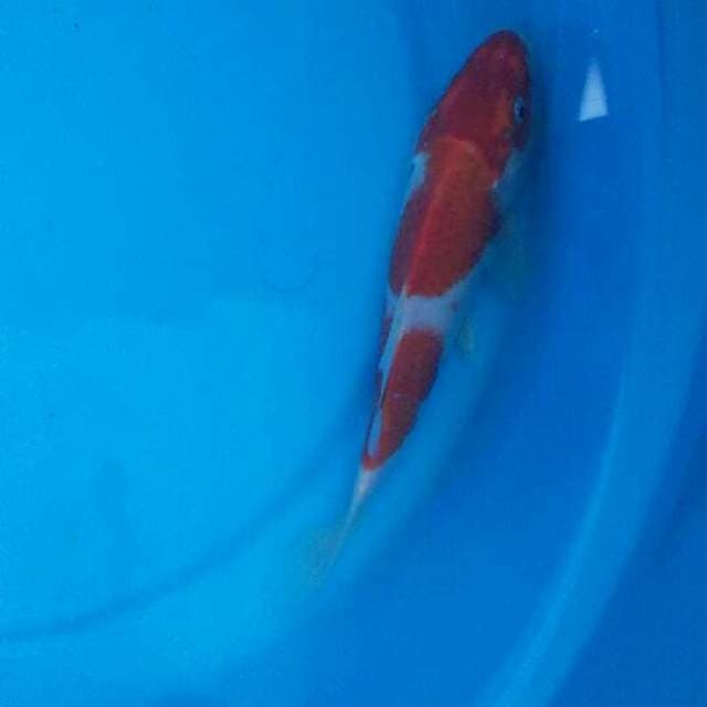 Kohaku 2 strep