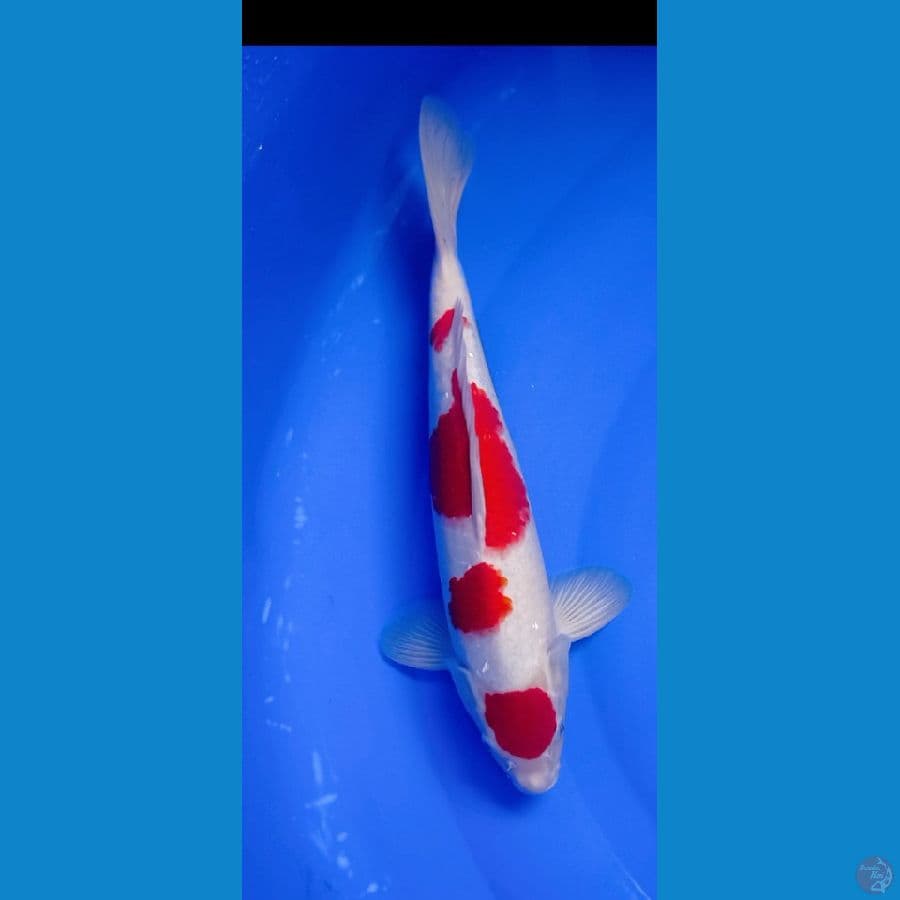 MURAY KOIFARM - KOHAKU MALE 37 CM HQ