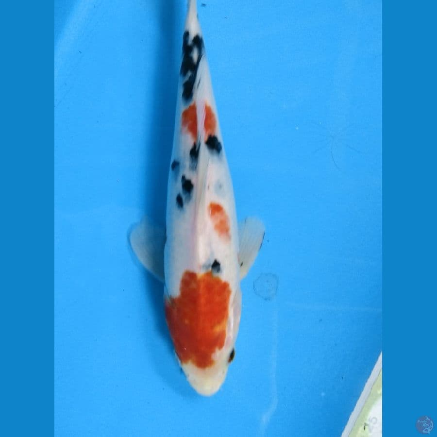 sanke 23cm body cakep