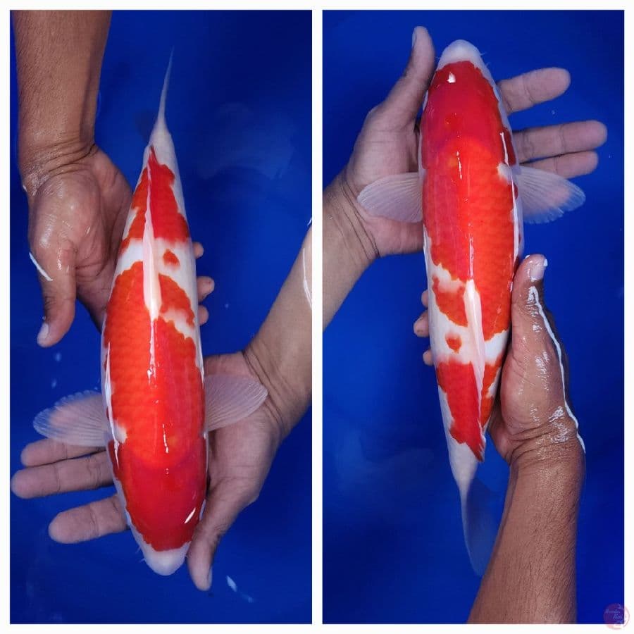 40bu kohaku red strong