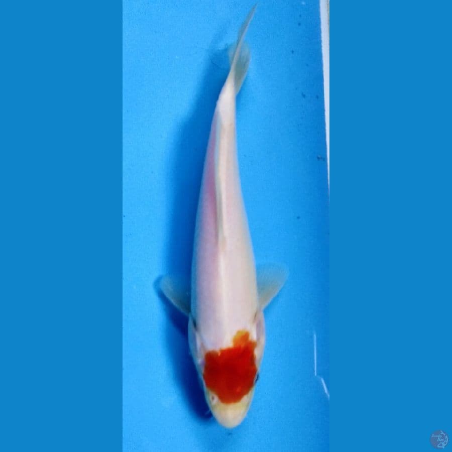 tancho kuhaku 21cm ory
