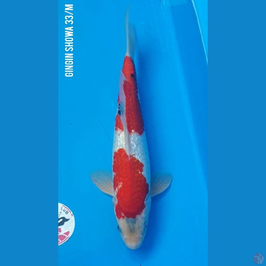 33/M SHOWA Ginrin Full