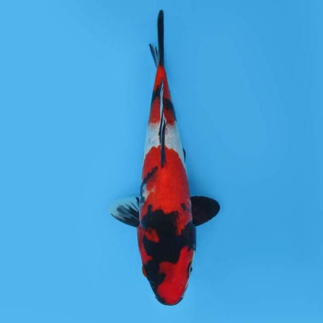 Showa 24 cm