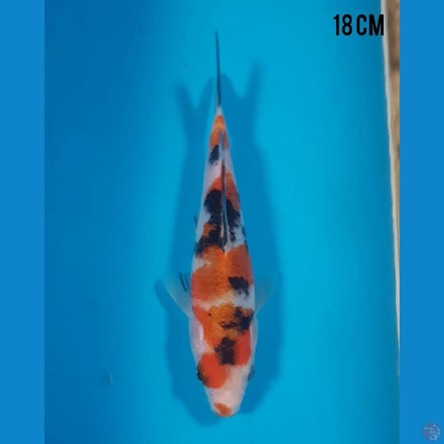 18cm TATEGOI