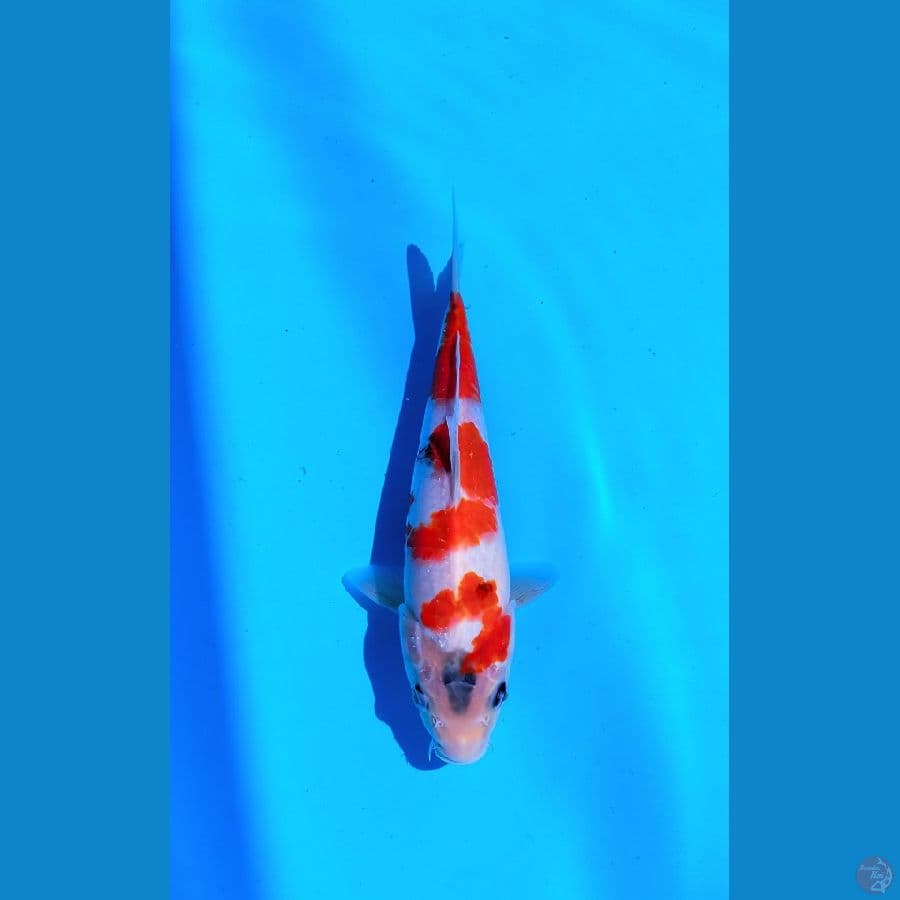 KOI LOKAL SIDOARJO * SHOWA 26 CM