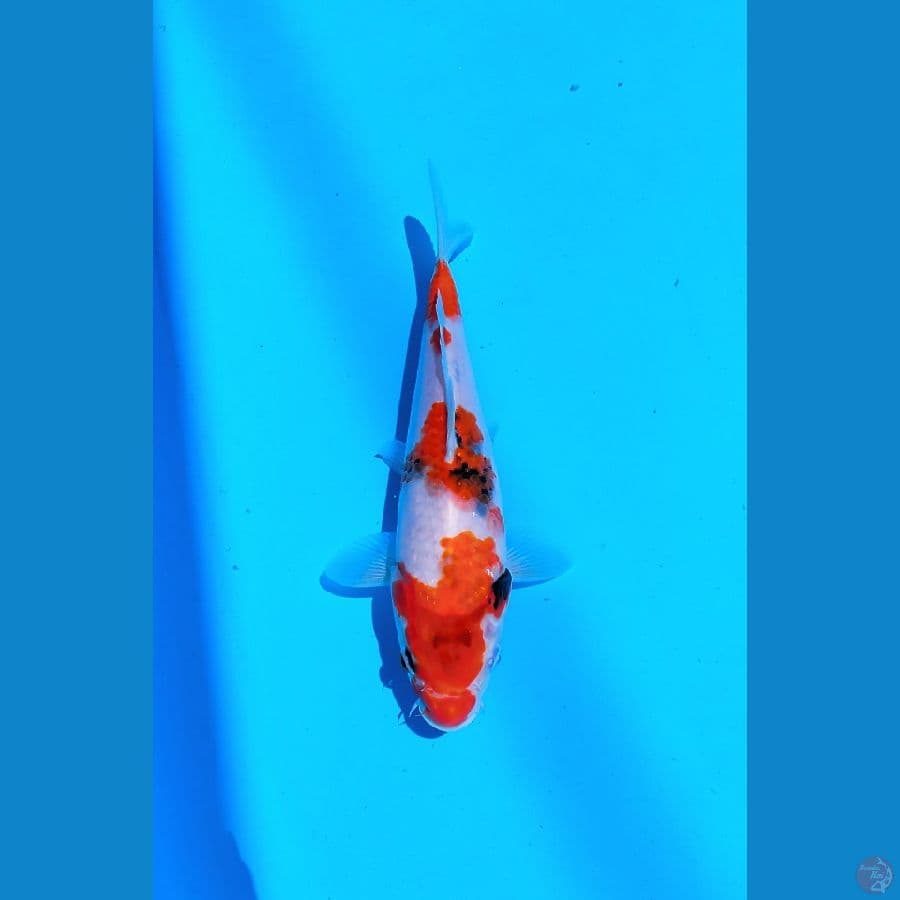 KOI LOKAL SIDOARJO * SHOWA 26 CM