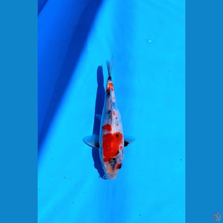 KOI LOKAL SIDOARJO * SHOWA 25 CM MALE