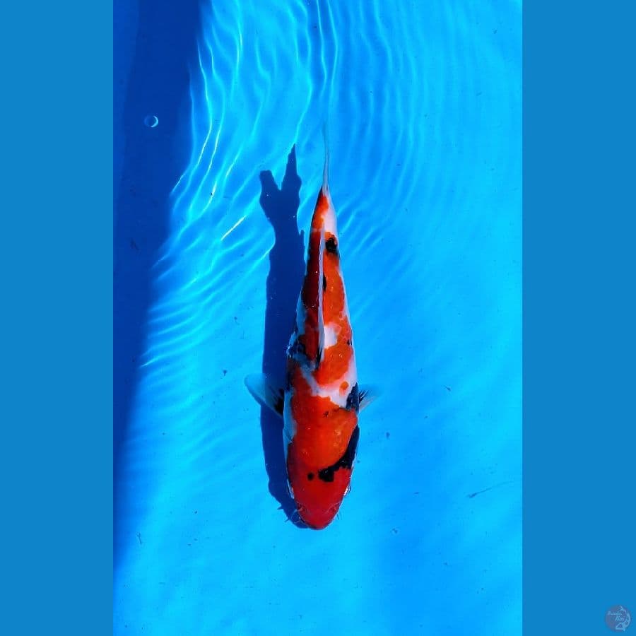 KOI LOKAL SIDOARJO * SHOWA 25 CM BU