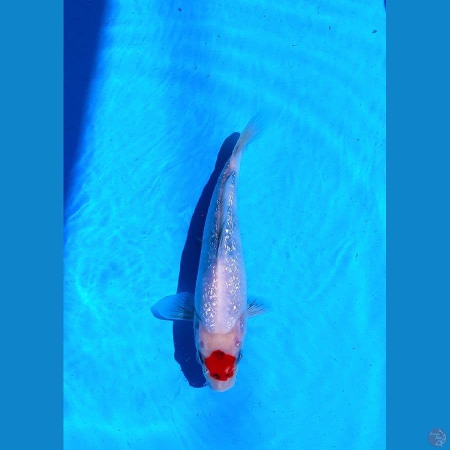 KOI LOKAL SIDOARJO * TANCHO SHOWA 26 CM Male