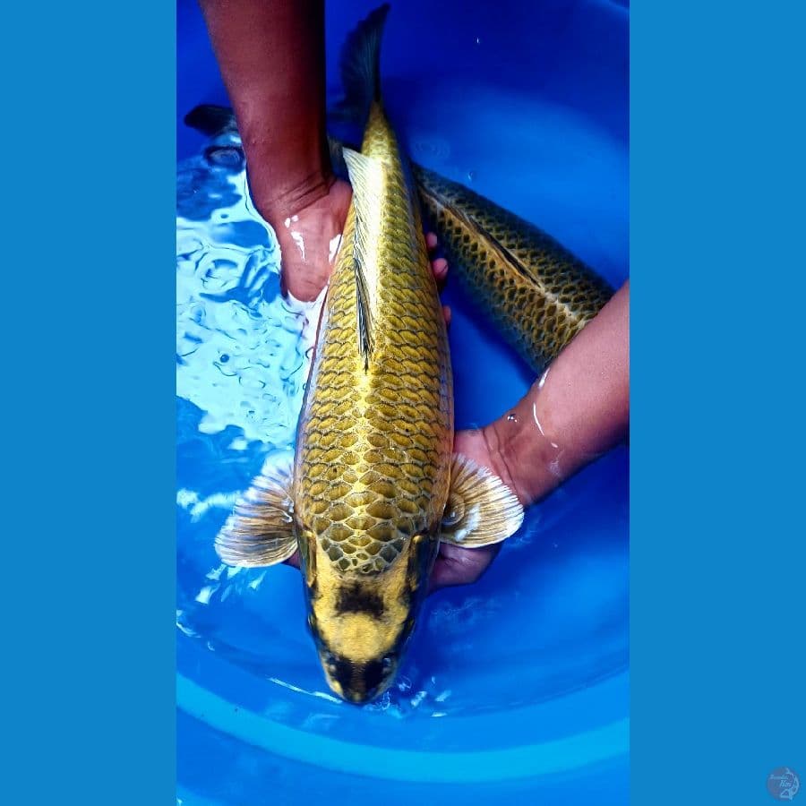 GOLD MUKASI SQ 50Cm