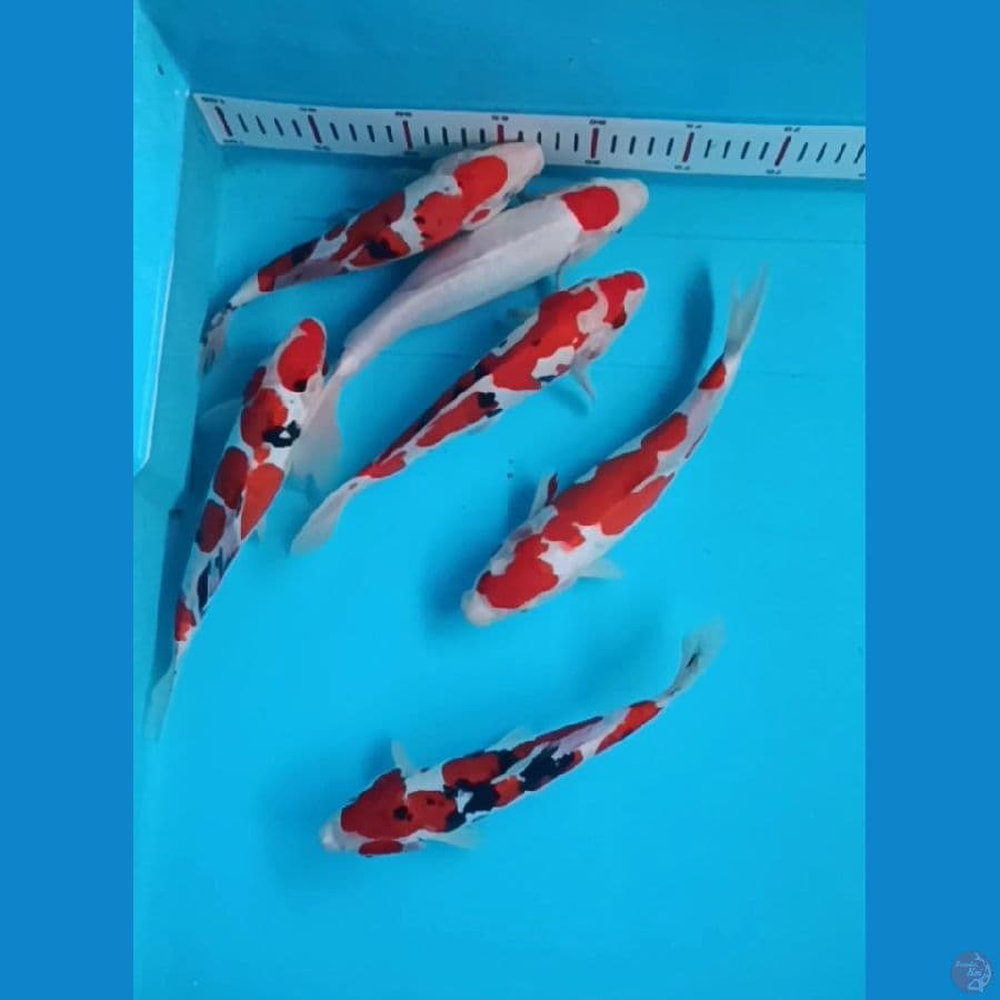 original Doitsu 25-26 cm