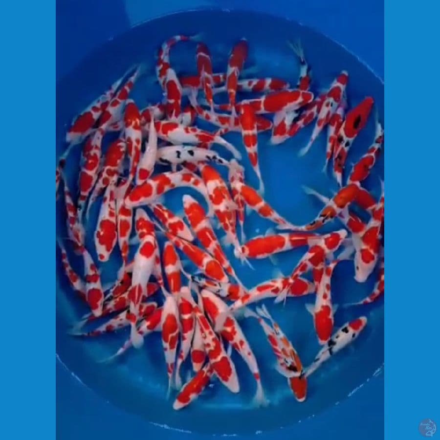 50 EKR 20-25 kohaku