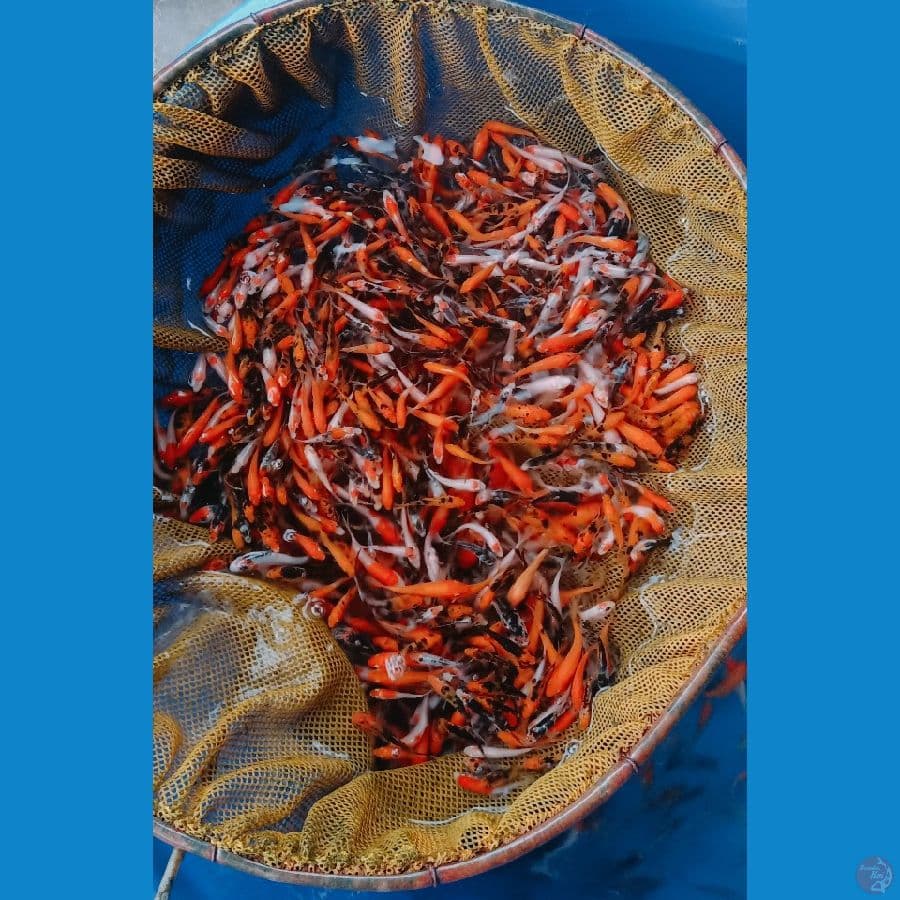 1000ekor kurang lebih mix doitsu benikumonryu,sanke n beko akahajiro doitsu 3-5cm