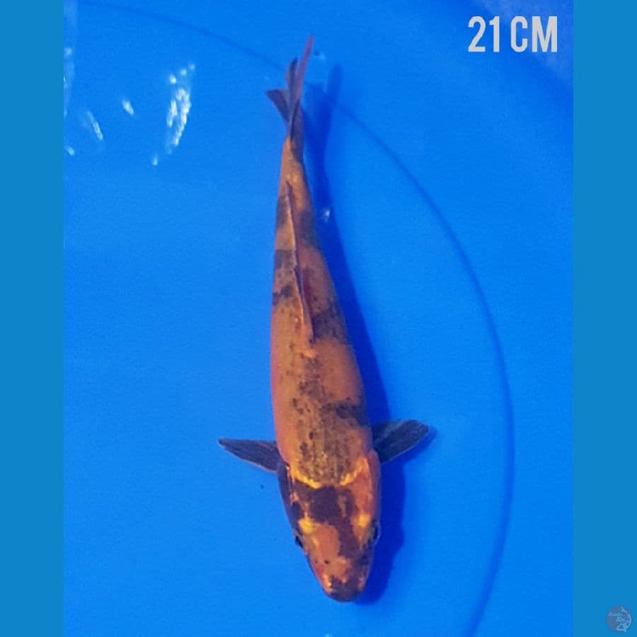 21cm KAGE HI UTSURI
