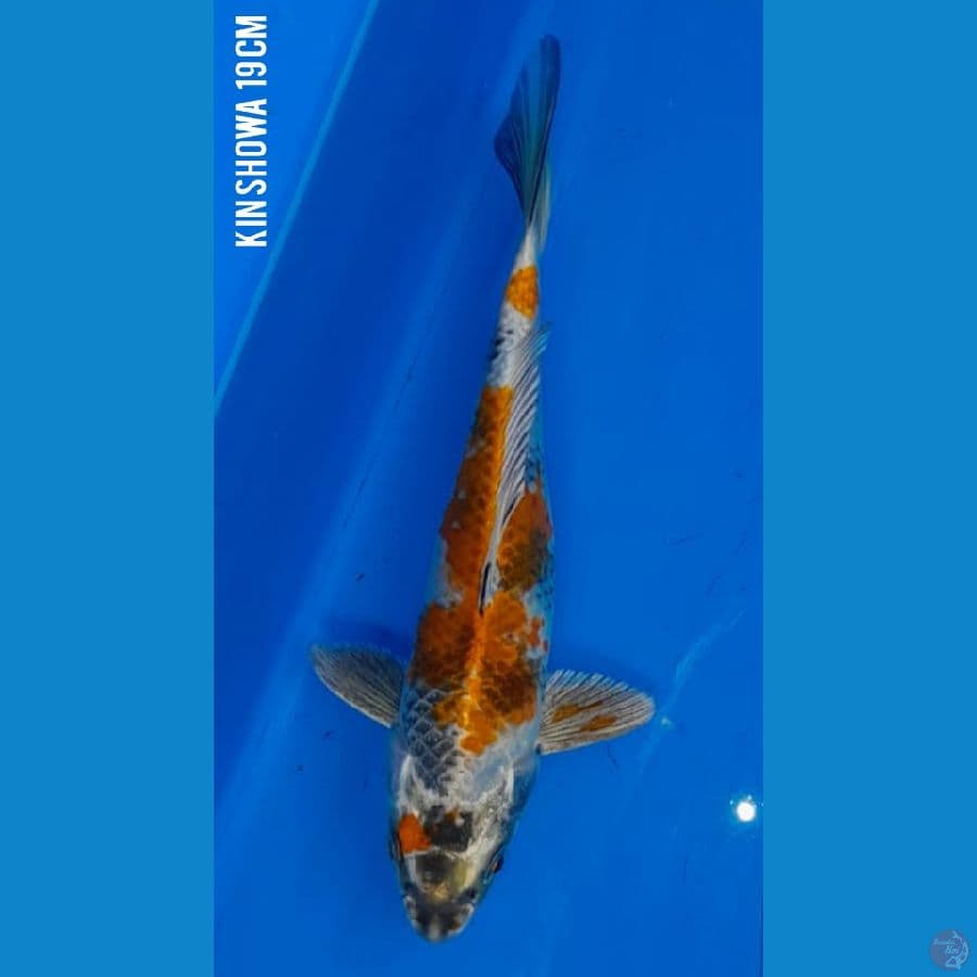 19cm SQ KIN SHOWA Original