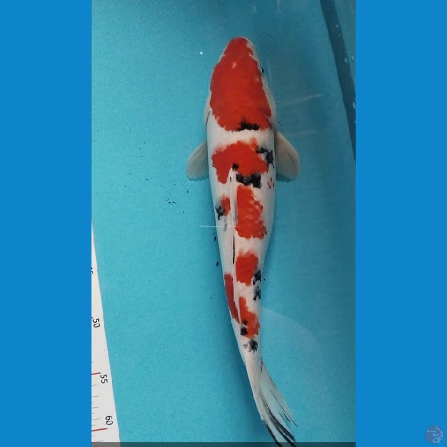 Sanke 36cm