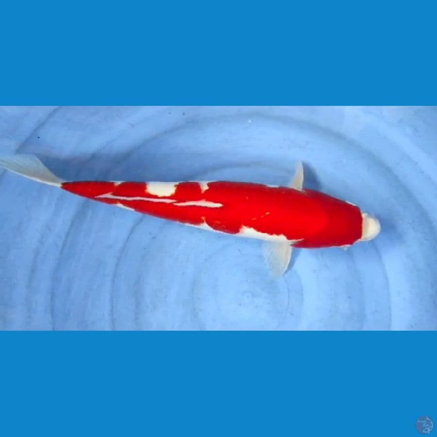 kohaku 42cm