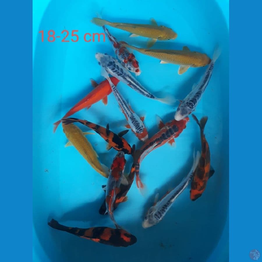 18-25cm 15Ekor Mix koi