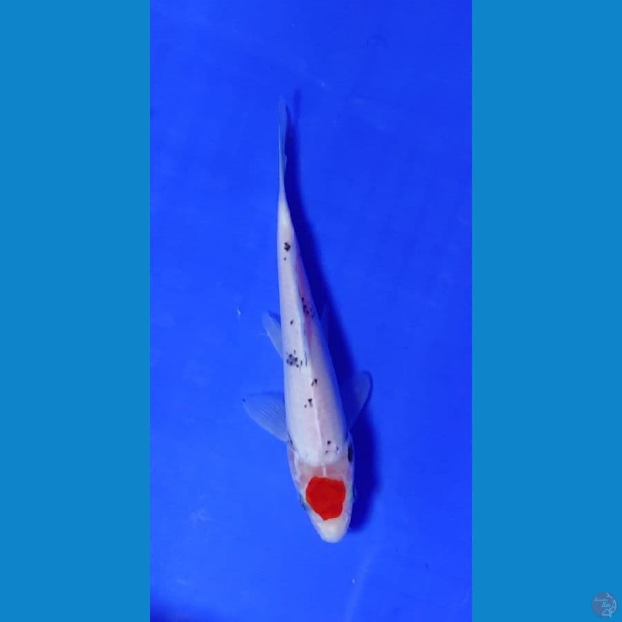 tc showa 20 cm