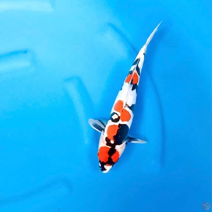 Doitsu showa 33cm