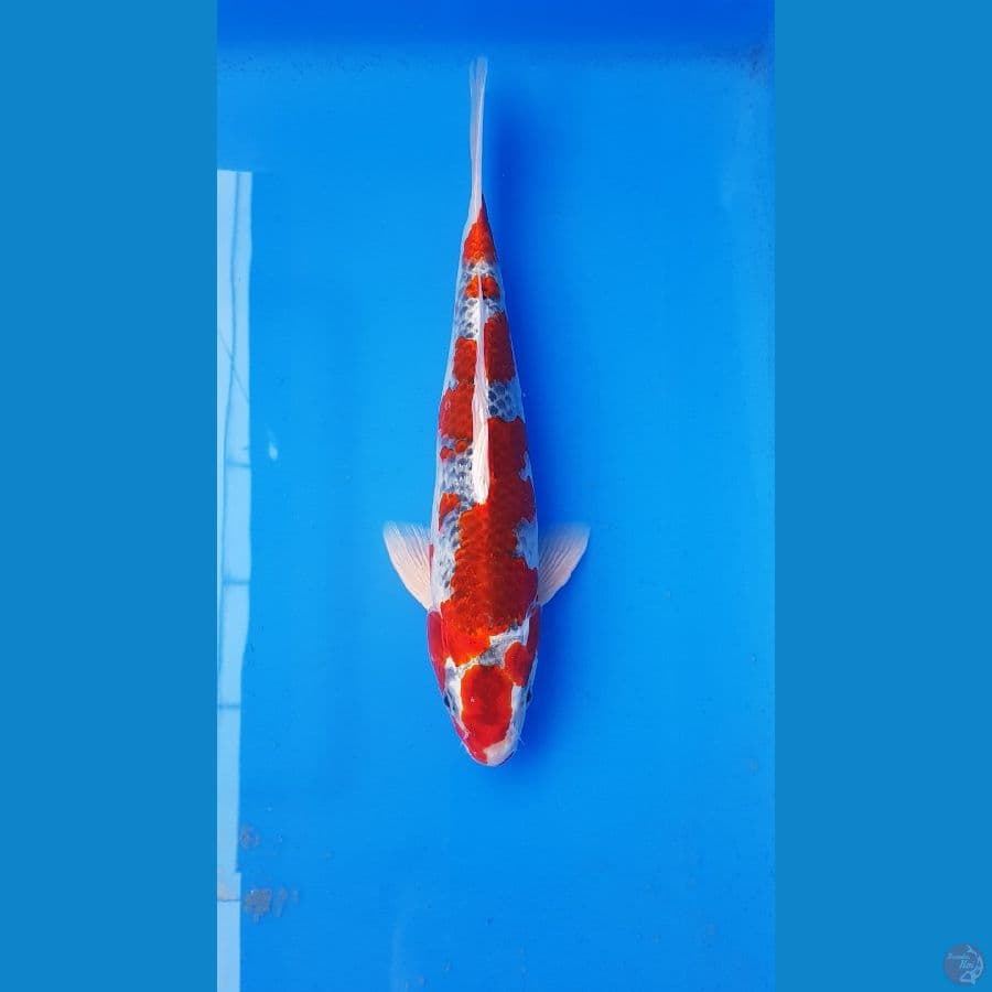 KUJAKU 35CM