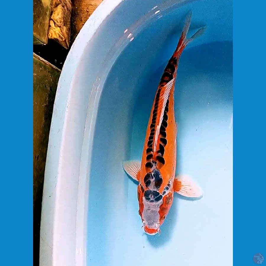 42 cm hanasushui motoaka male