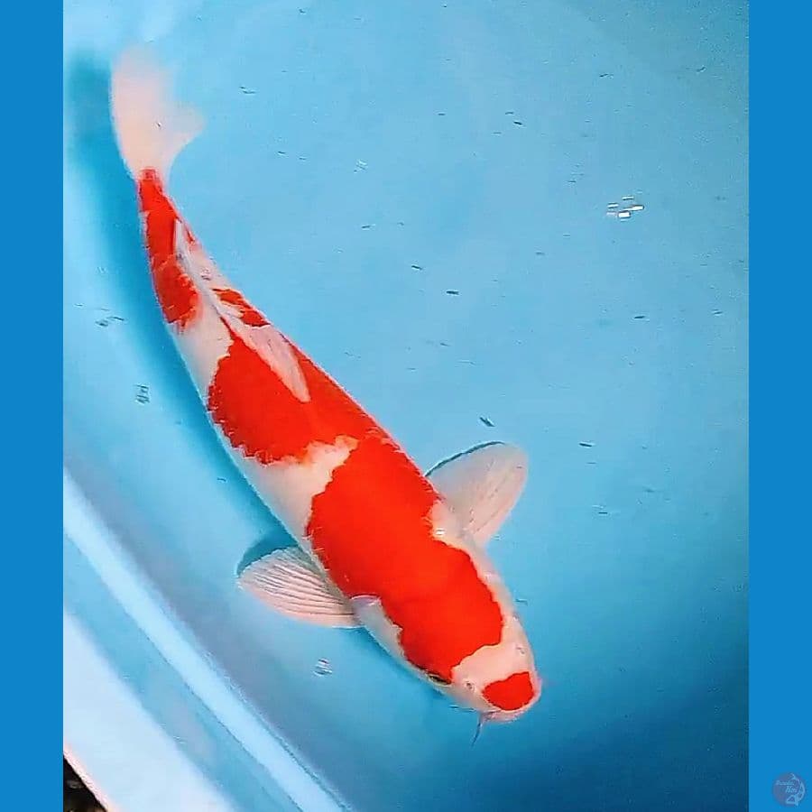 45 cm strong kohaku male