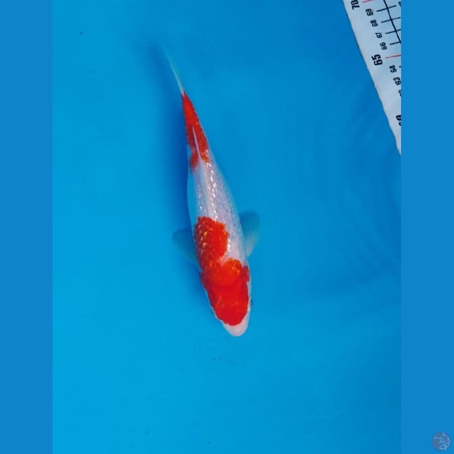 Kohaku Gindrin 21 cm