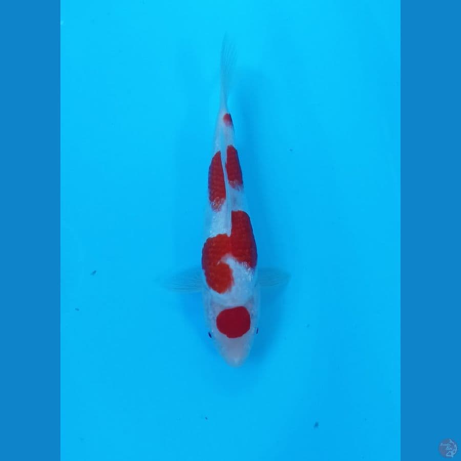 Kohaku ginrin 23cm