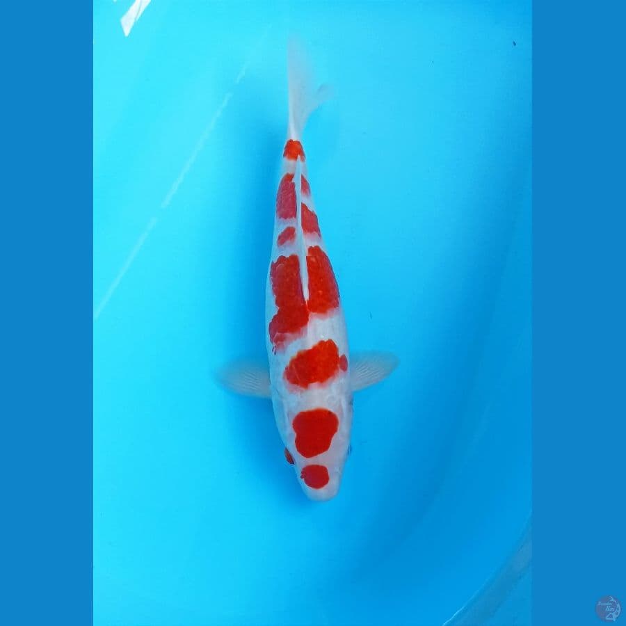 Kohaku 37cm