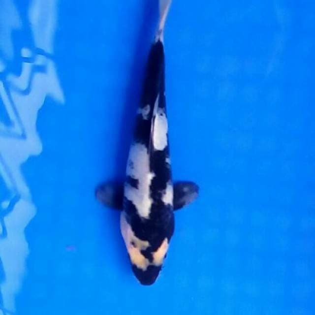 Shiro
