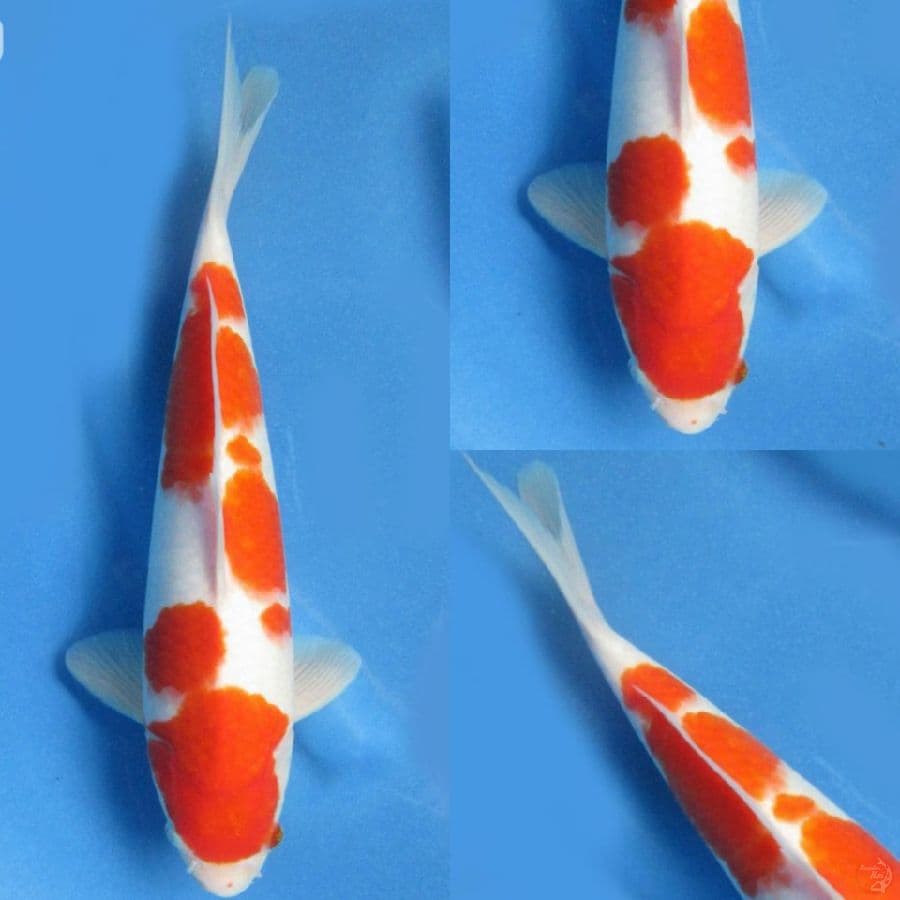 Male Kohaku , 31cm