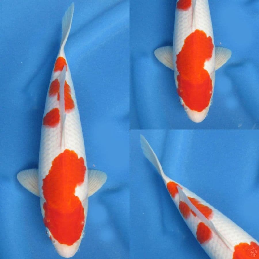 Red kohaku , 32 cm