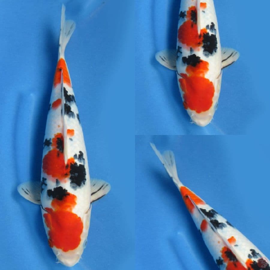 Sanke tsubo sumi , 33cm