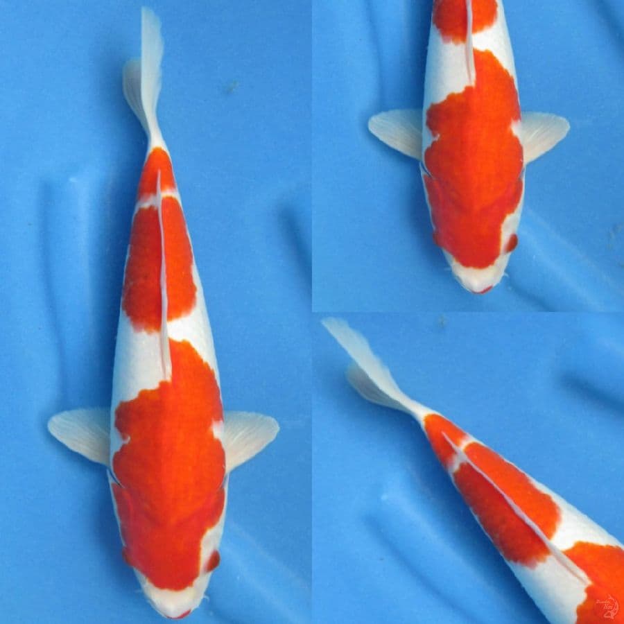 Red Kohaku , 33cm