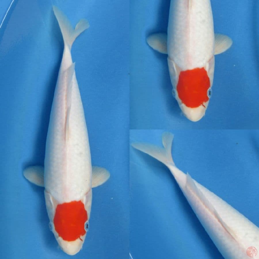 Tancho Ori 1 , 34 cm