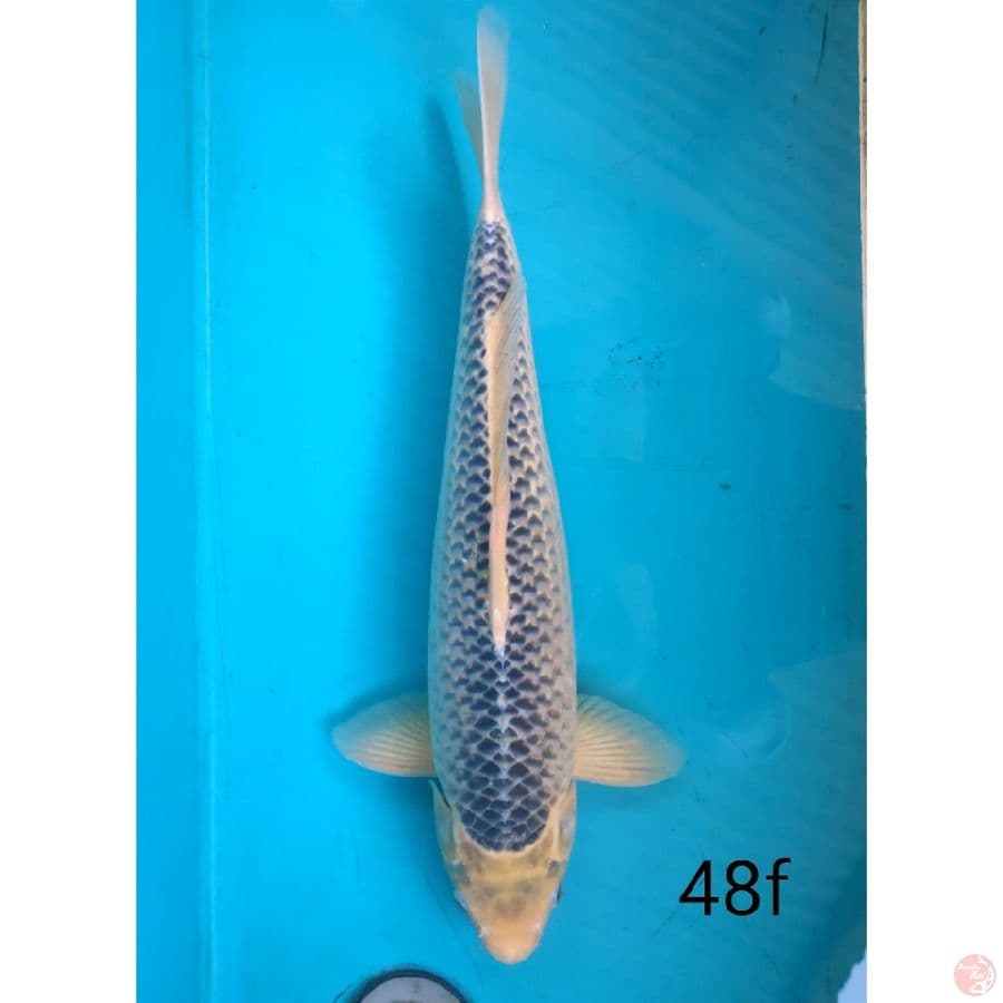 Asagi, 48cm female