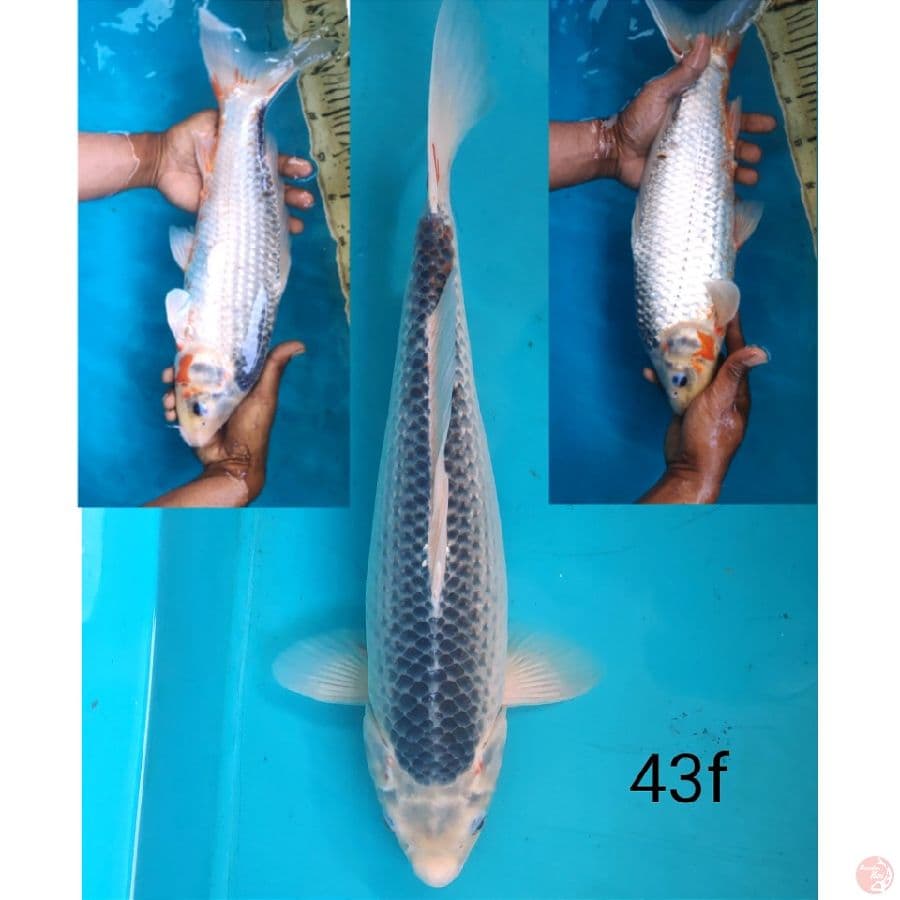 Asagi, 43cm female